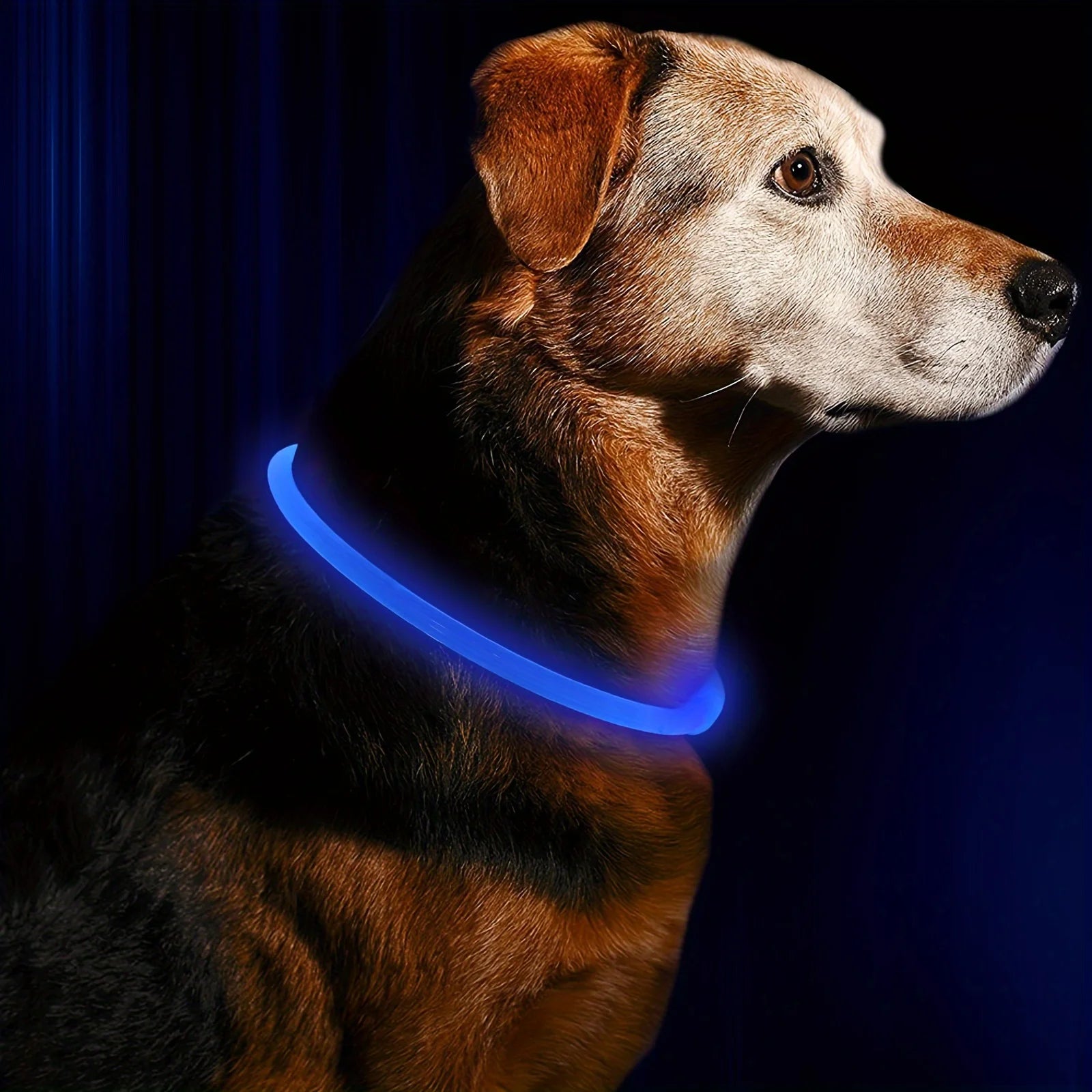 LED Dog Collar | USB Rechargeable | Safe Night Walks