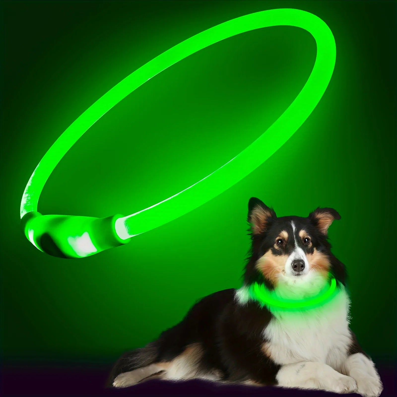 LED Dog Collar | USB Rechargeable | Safe Night Walks