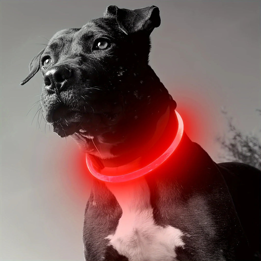 LED Dog Collar | USB Rechargeable | Safe Night Walks